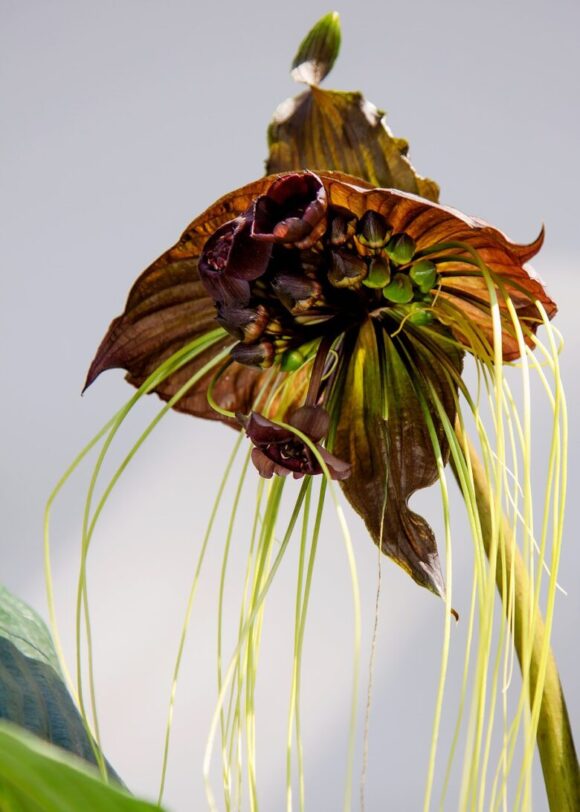 Tropska lepotica orhideja